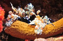 2 dives on coral reefs - no prior experience required 