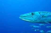 2 dives on coral reefs - no prior experience required 