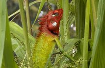 Bentota River Wildlife Boat Safari