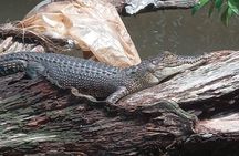 Bentota River Wildlife Boat Safari