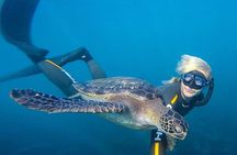 La Jolla Cove Guided Snorkeling Tour with Sea Lions and Sea Caves
