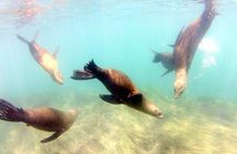 La Jolla Cove Guided Snorkeling Tour with Sea Lions and Sea Caves