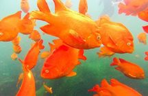 La Jolla Cove Guided Snorkeling Tour with Sea Lions and Sea Caves