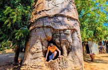 Baobab tour in Morondava