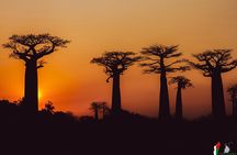 Baobab tour in Morondava