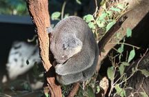 Koalas and Brisbane Private Day Tour
