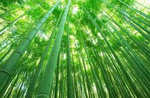 Kyoto Arashiyama Walking Tour: Sagano Bamboo Grove & Tenryu-ji