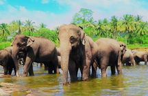 Sri Lanka 8 Day Private Tour with Accommodation
