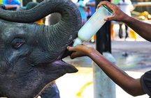 Sri Lanka 8 Day Private Tour with Accommodation