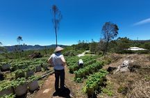 Tangkuban Parahu Volcano or White Crater Bandung Guided Tour