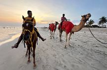 Salalah Camel & Horse Riding Experience