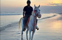 Salalah Camel & Horse Riding Experience