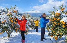 South-West Jeju Essentials: Hallasan & Signature Highlights