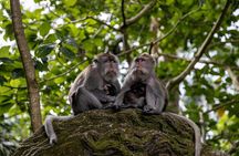 Ubud Private Custom Day Tour