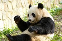 Beijing Private Tour to Temple of Heaven, Panda House and Summer Palace