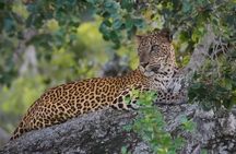 Yala Safari Private Tours - Shore Excursion from Hambantota Port