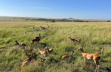 3 Day Maasai Mara Private Budget Safari