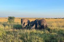 3 Day Maasai Mara Group Joining Budget Safari