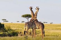 3 Day Maasai Mara Private Budget Safari