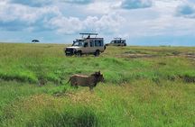 3 Day Maasai Mara Private Budget Safari