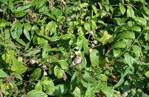 Cat Ba National Park Cycling Retreat Reconnect with Nature