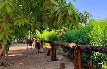 Open-Air Farm Luxor Lunch or Dinner Experience in a Green