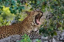 Yala Safari Private Tours - Shore Excursion from Hambantota Port