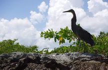 Sian Ka'an Tour (Private, Half Day)