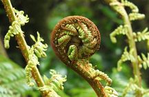 Full Day Small Group Routeburn Valley Hike