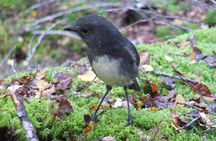Full Day Small Group Routeburn Valley Hike