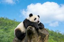 Beijing Private Tour:Mutianyu/Badaling Great Wall and Panda House