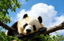 Beijing Private Tour:Mutianyu/Badaling Great Wall and Panda House