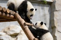 Beijing Private Tour to Temple of Heaven, Panda House and Summer Palace