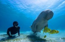 Marsa Alam Marsa Mubarak Sea Cow and Turtles Snorkeling