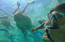 Marsa Alam Marsa Mubarak Sea Cow and Turtles Snorkeling