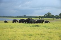 Minneriya National Park Private Jeep Safari with Elephant Viewing