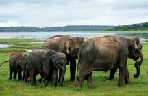 Minneriya National Park Private Jeep Safari with Elephant Viewing