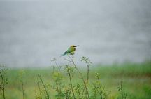 Minneriya National Park Private Jeep Safari with Elephant Viewing