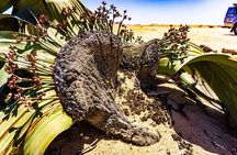 Namib Naukluft National Park Landscape and Birding Day Tour