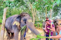 Elephant Nature Care, the largest elephant sanctuary on Koh Samui