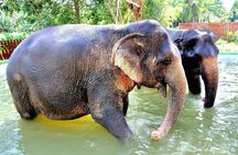 Elephant Nature Care, the largest elephant sanctuary on Koh Samui