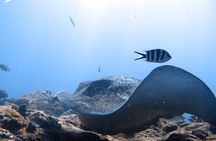 PADI Discover Scuba Diving Eden Islands First Dive