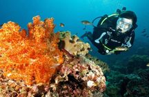 Half Day Scuba Diving Adventure in Salalah