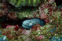 Half Day Scuba Diving Adventure in Salalah