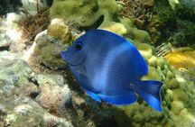 4 Hour Snorkel Anse Cochon and Anse Mamin as well as Sugar Beach