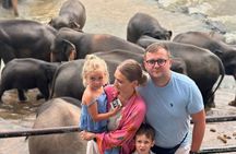 Luxury Day Trip from Colombo to Pinnawala and Kandy Highlights