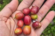 Bijagua Rain Forest Sloth Observation and Coffee Tour