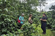 Bijagua Rain Forest Sloth Observation and Coffee Tour
