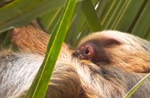 Bijagua Rain Forest Sloth Observation and Coffee Tour