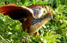 Manu National Park 4-Day Eco Tour from Cusco